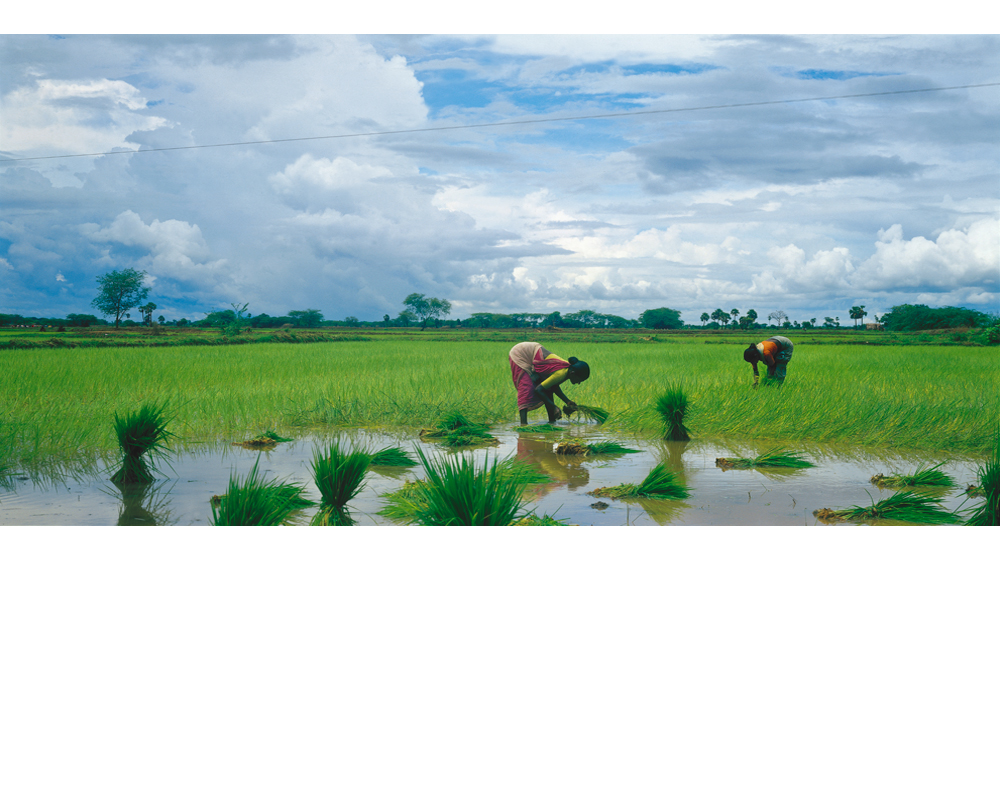 India Rice Harvest photo by Raoul Butler